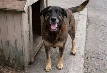 O cão Orelha e a crise moral da sociedade
